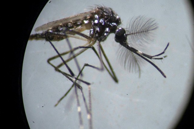 What if we killed all mosquitoes?- Ảnh 2.