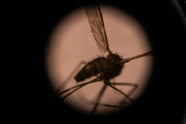 What if we killed all mosquitoes?- Ảnh 1.