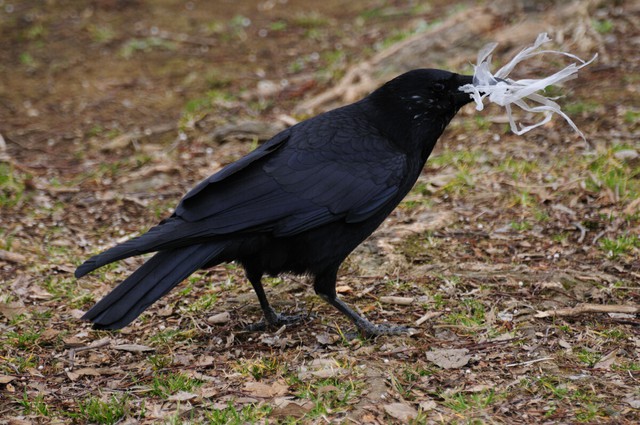 Japan team discovers why crows are black- Ảnh 1.
