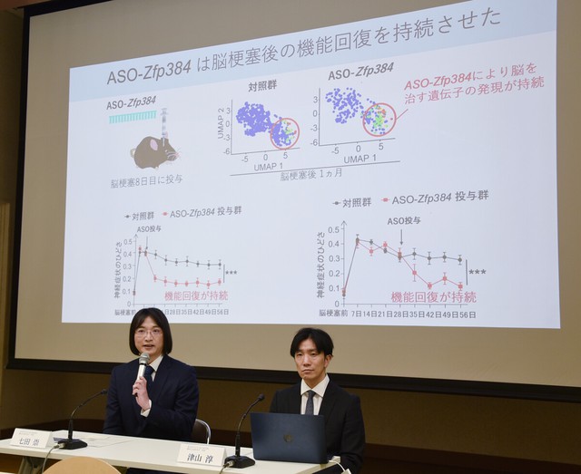 Japan team finds substance to help keep post-stroke recovery- Ảnh 1.