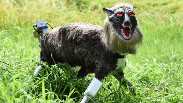 Japan 'robot wolves' in high demand to scare off bears- Ảnh 1.