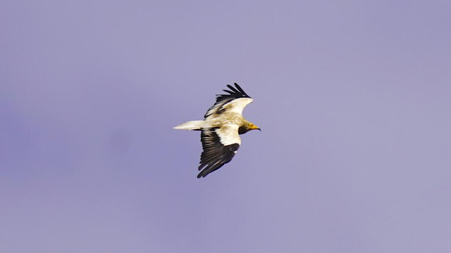 War imperils rare vultures' yearly odyssey to the Balkans- Ảnh 1.