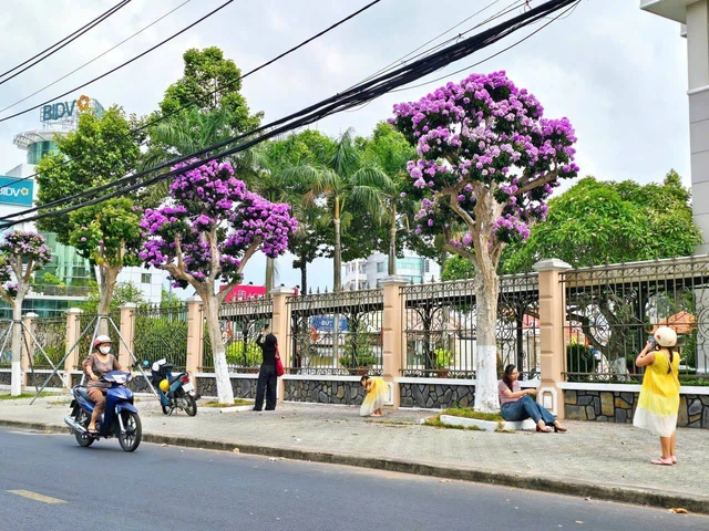 Bằng lăng tím phủ kín nhiều tuyến đường Vĩnh Long thu hút nhiều người check-in - Ảnh 2.