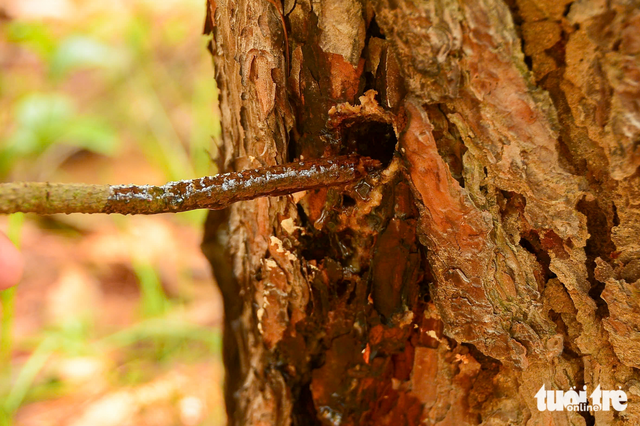 Hundreds of pine trees poisoned in Vietnam’s Central Highlands- Ảnh 2.
