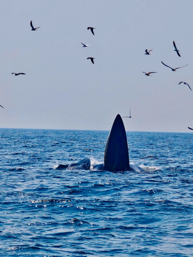 2 whales spotted hunting off central Vietnam waters- Ảnh 1. 2 whales spotted hunting off central Vietnam waters- Ảnh 1.
