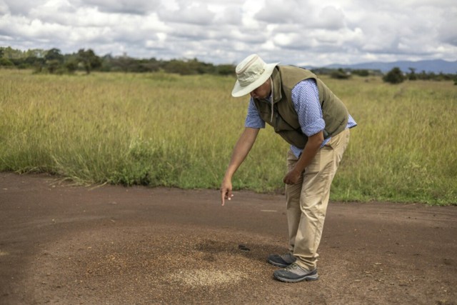 Kenya's new poaching problem: smuggling Giant Harvester Ants - Ảnh 3. Kenya's new poaching problem: smuggling Giant Harvester Ants - Ảnh 3.