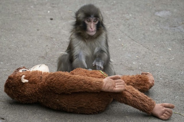 Japan arrests Americans over stunt at baby monkey Punch's zoo- Ảnh 1.