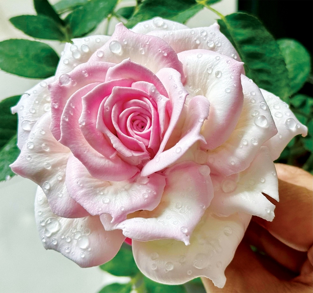 Độc đáo những đóa hoa kem, trông sống động như thật- Ảnh 1. Độc đáo những đóa hoa kem, trông sống động như thật- Ảnh 1.