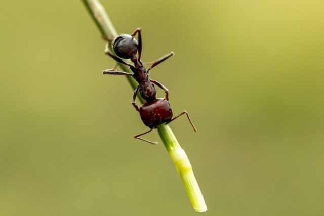 Kenya's new poaching problem: smuggling Giant Harvester Ants - Ảnh 1. Kenya's new poaching problem: smuggling Giant Harvester Ants - Ảnh 1.