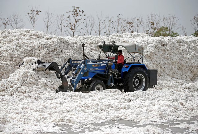 Scientists unravel the history of cotton domestication - Ảnh 1.