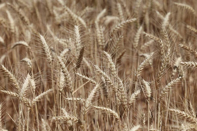 Australia worried over mouse infestation's impact on food supply- Ảnh 1.