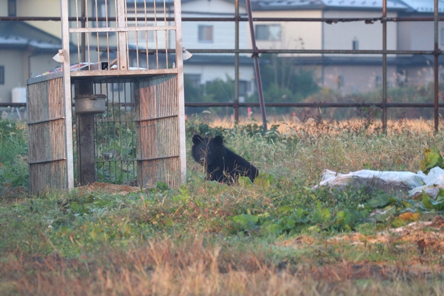 Japan to survey bear habitats in Tohoku, Niigata - Ảnh 1.