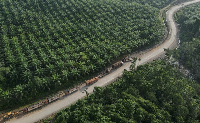 Indonesia to bring commodity exports under centralised control, president says - Ảnh 1.