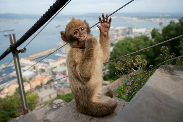 Gibraltar monkeys eat soil in junk food detox: study- Ảnh 1. Gibraltar monkeys eat soil in junk food detox: study- Ảnh 1.