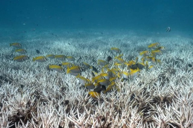'Dread': coral scientists fear bleaching El Nino could bring- Ảnh 1. 'Dread': coral scientists fear bleaching El Nino could bring- Ảnh 1.