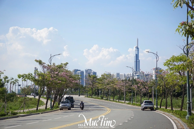 Hoa kèn hồng nở rộ lần hai trong năm tại TP.HCM- Ảnh 11. Hoa kèn hồng nở rộ lần hai trong năm tại TP.HCM- Ảnh 11.