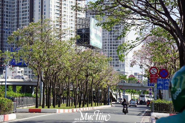 Hoa kèn hồng nở rộ lần hai trong năm tại TP.HCM- Ảnh 9. Hoa kèn hồng nở rộ lần hai trong năm tại TP.HCM- Ảnh 9.