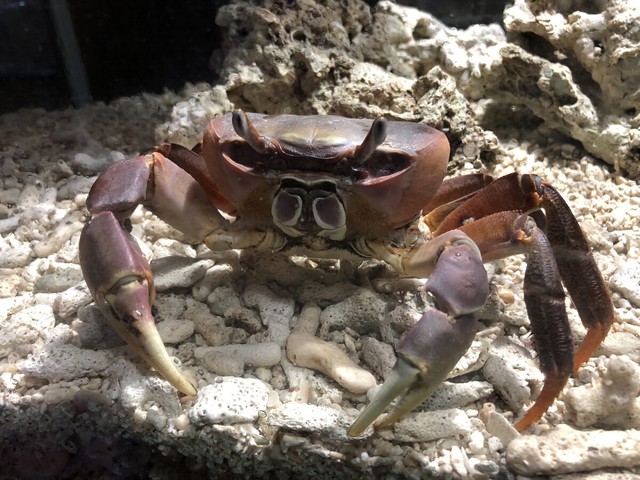 Nagasaki University-led team finds crab walk dates back 200 million years - Ảnh 1.