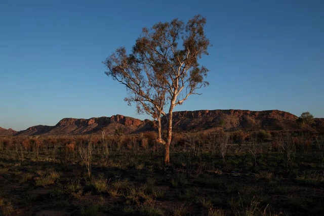 Climate change threatens global plant species as habitats shrink- Ảnh 1.