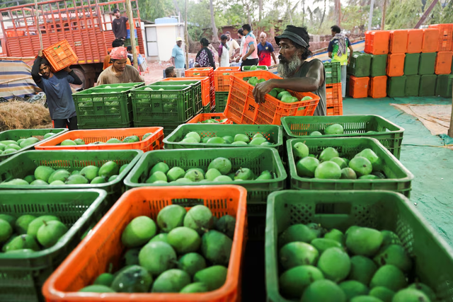 India’s prized Alphonso mango crop ruined by weather - Ảnh 1.