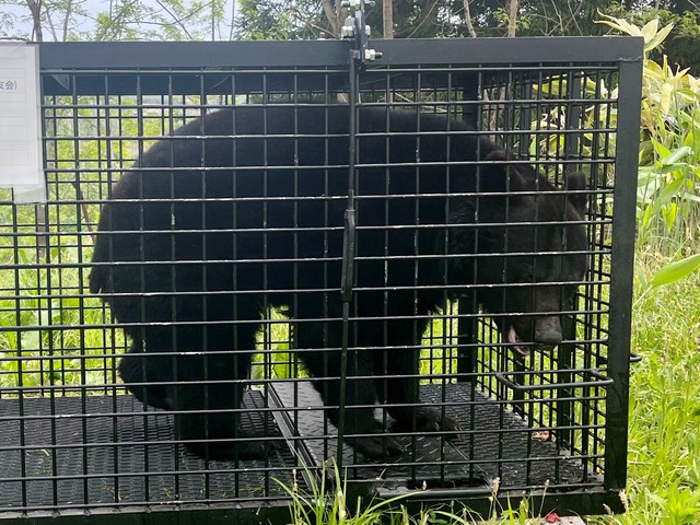 Bear sightings hamper school activities in Japan - Ảnh 1. Bear sightings hamper school activities in Japan - Ảnh 1.