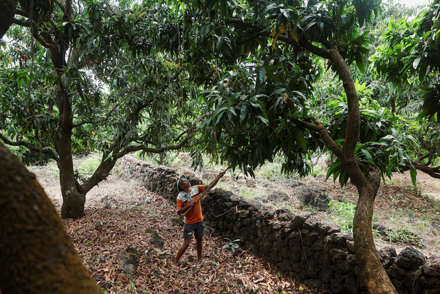 India’s prized Alphonso mango crop ruined by weather - Ảnh 3.