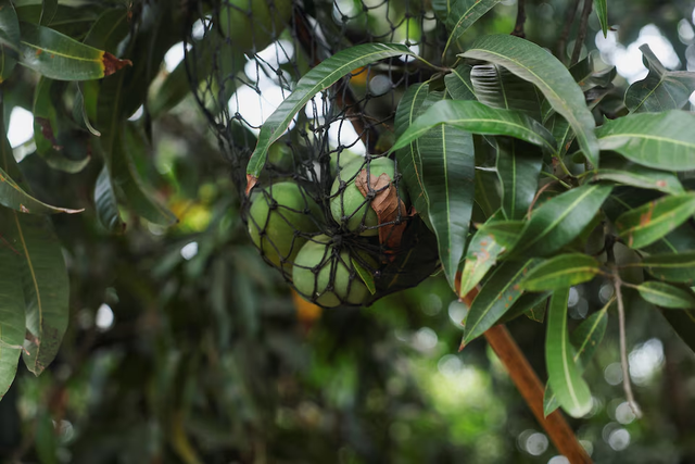 India’s prized Alphonso mango crop ruined by weather - Ảnh 4.
