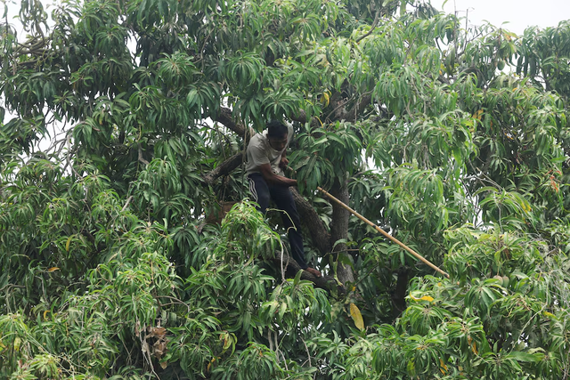 India’s prized Alphonso mango crop ruined by weather - Ảnh 5.