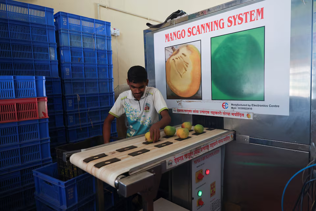 India’s prized Alphonso mango crop ruined by weather - Ảnh 6.