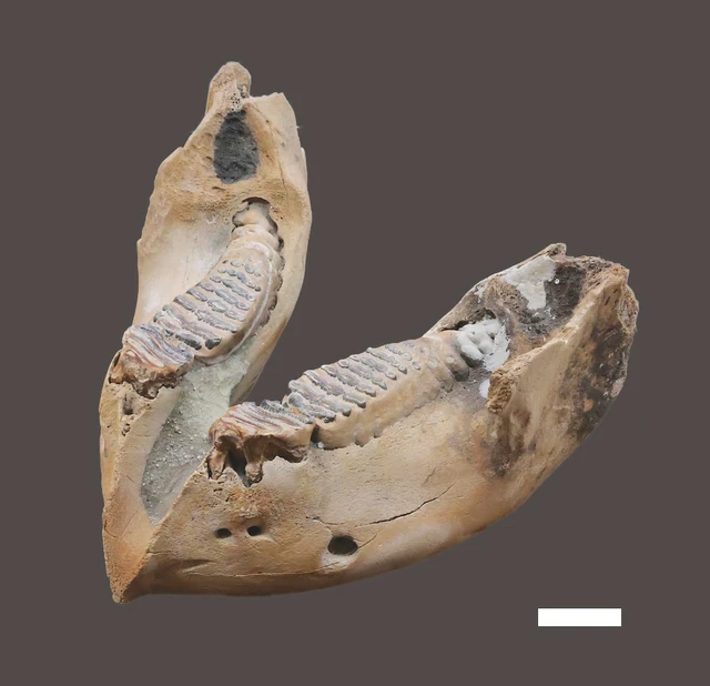 Naumann's elephant may have gone extinct 10,000 yrs earlier than thought- Ảnh 1.