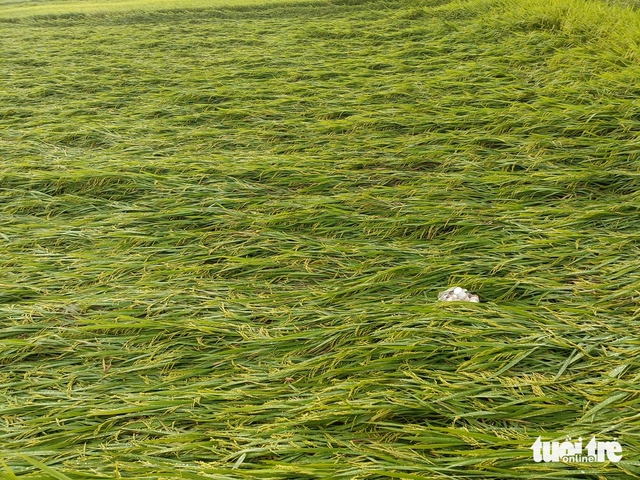 Hailstorm hits Vietnam’s Nghe An- Ảnh 4.