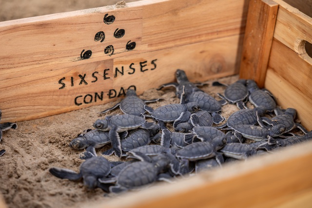 Con Dao’s ‘Hidden Season’ offers window into nature, wellness, discovery - Ảnh 1.
