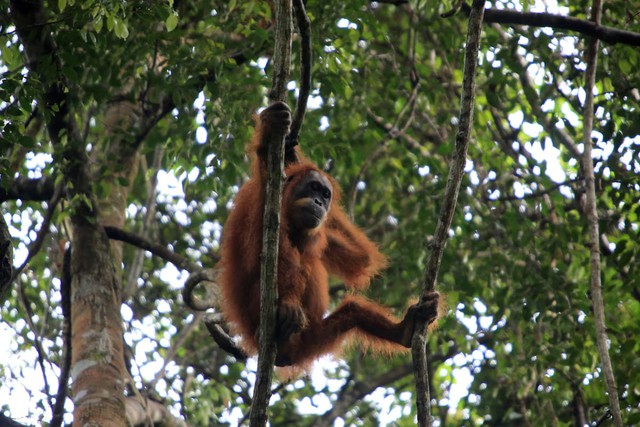 Deadly Indonesia floods wiped out at least 7% of rare orangutan population, report says - Ảnh 1. Deadly Indonesia floods wiped out at least 7% of rare orangutan population, report says - Ảnh 1.