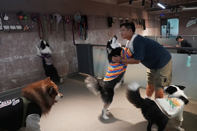 China's pet owners splurge on preschools to pamper puppies- Ảnh 1. China's pet owners splurge on preschools to pamper puppies- Ảnh 1.