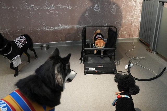 China's pet owners splurge on preschools to pamper puppies- Ảnh 3. China's pet owners splurge on preschools to pamper puppies- Ảnh 3.