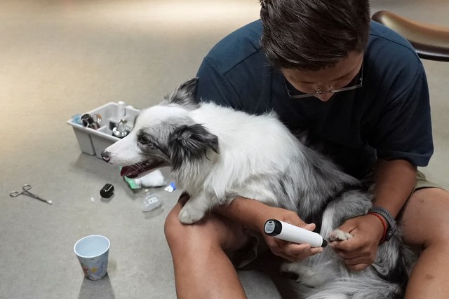 China's pet owners splurge on preschools to pamper puppies- Ảnh 2. China's pet owners splurge on preschools to pamper puppies- Ảnh 2.