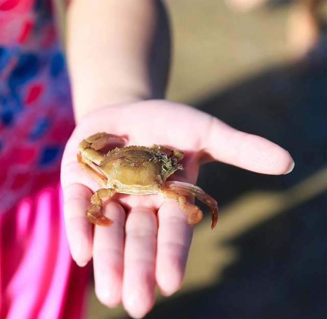 Mùa hè quá đã khi được làm nông dân, đuổi còng, hòa mình vào thiên nhiên - Ảnh 4.