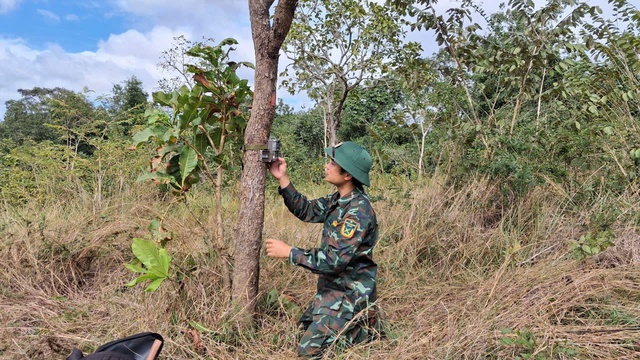 Phát hiện thêm quần thể bò tót, bò rừng quý hiếm tại Khu bảo tồn Ea Sô - Ảnh 2.