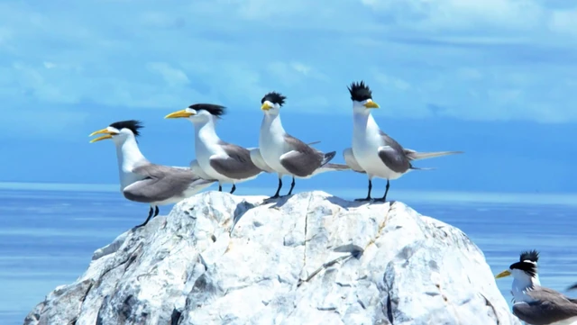 Vietnam’s wildlife to be showcased in 5-day live broadcast from Con Dao- Ảnh 2.