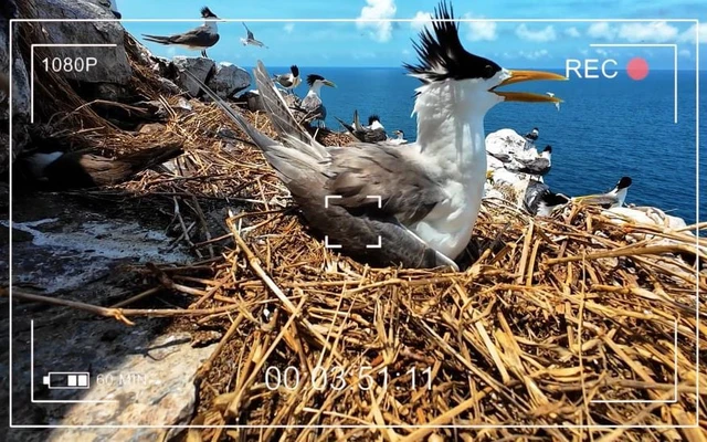 Vietnam’s wildlife to be showcased in 5-day live broadcast from Con Dao- Ảnh 1.