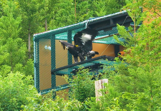 Zoo-born golden eagle released into wild for 1st time in Japan- Ảnh 1.