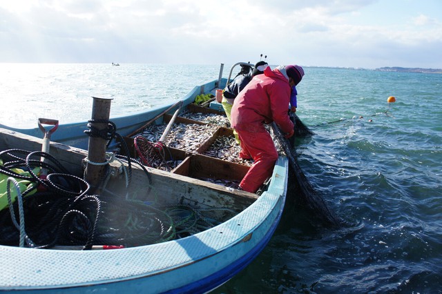 Calls grow in Akita to ban sandfish fishing amid warming seas - Ảnh 2.