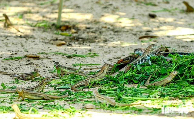 'Mini dinosaurs' thrive on Vietnam's semi-arid sands, creating niche rural livelihood- Ảnh 3.