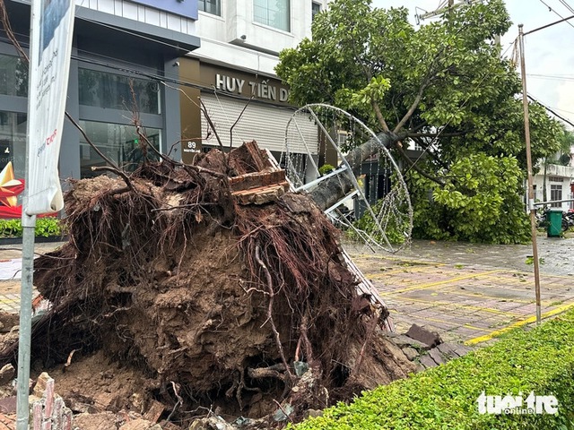 Dozens of trees uprooted in Dong Thap after heavy rain, strong winds - Ảnh 2.