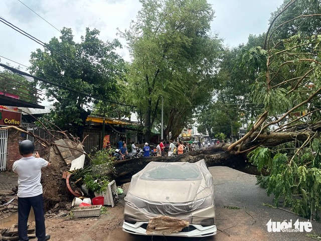 Dozens of trees uprooted in Dong Thap after heavy rain, strong winds - Ảnh 3.