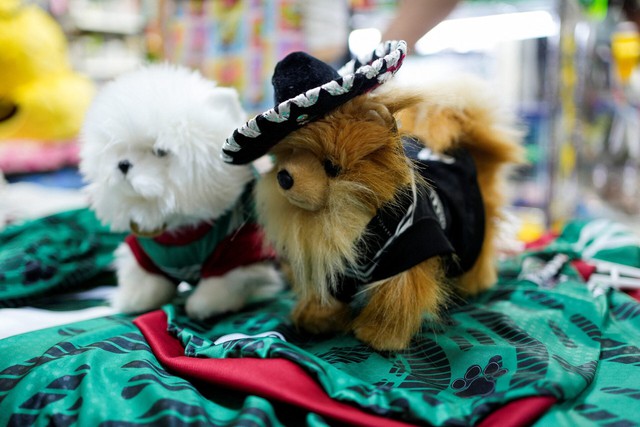 In Mexico, World Cup jerseys fit all shapes, sizes - and species- Ảnh 3.