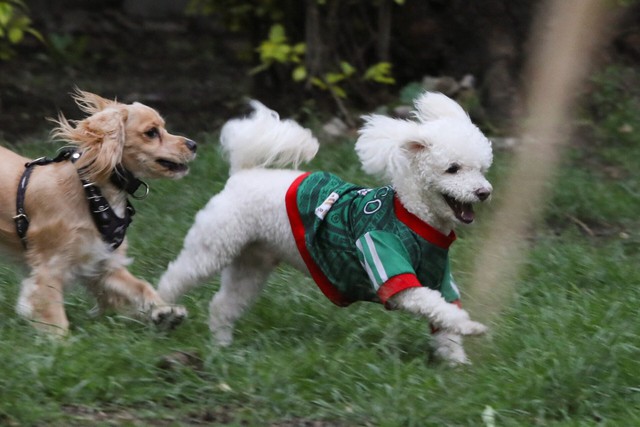 In Mexico, World Cup jerseys fit all shapes, sizes - and species- Ảnh 4.