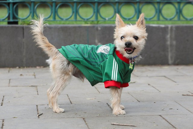 In Mexico, World Cup jerseys fit all shapes, sizes - and species- Ảnh 2.