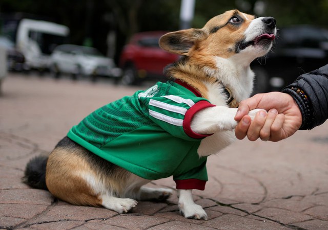 In Mexico, World Cup jerseys fit all shapes, sizes - and species- Ảnh 1.