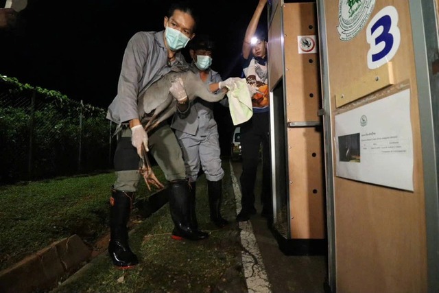 6 red-crowned cranes arrive in Vietnam from Thailand for conservation program- Ảnh 1.